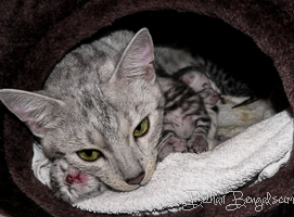 Bengal silber rosetted